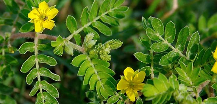Tribulus Terrestris